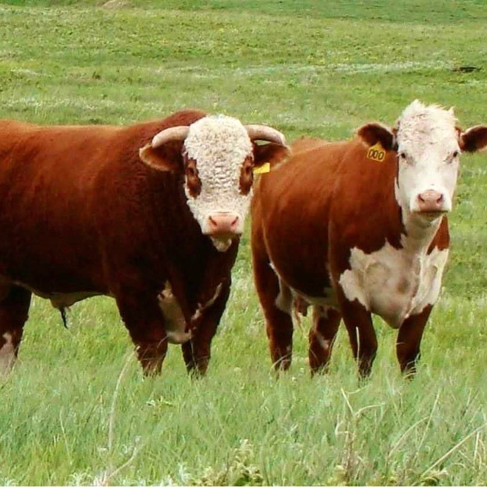 ♥️🌿🌱🐂🌱🌿♥️🌿🌱🐂🌱🌿♥️🌿🌱🐂 - Picture 13 of 16